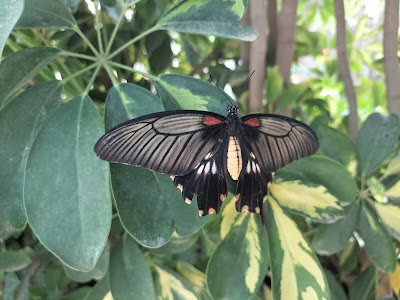 Mariposario de Nijar — fotografia 4