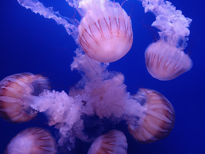 L’Oceanogràfic — fotografia 5