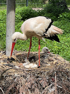 Wildpark Pforzheim — fotografia 5