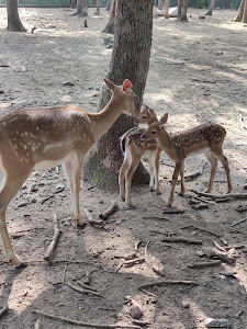 Haskovo Zoo — fotografia 5
