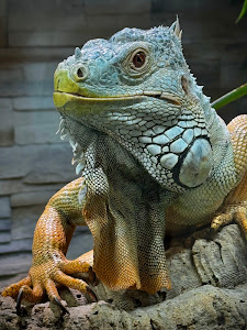 Reptilienzoo Allgäu — fotografia 5