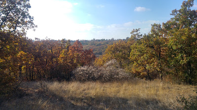 Pădurea Gârboavele — fotografia 3