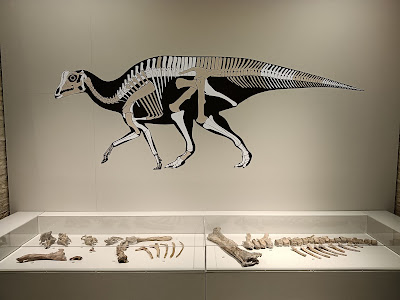 Museo de Ciencias Naturales de la Universidad de Zaragoza — fotografia 4
