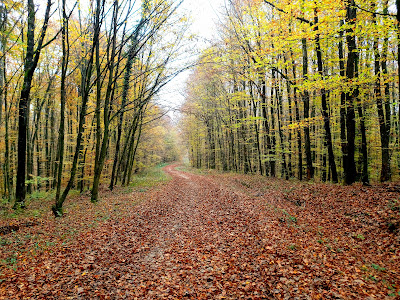 Pješačka poučna staza "Šumarica" — fotografia 4