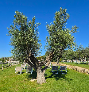 Tuscia Terme — fotografia 5
