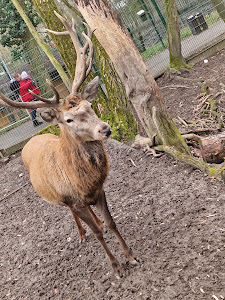 Gonsenheimer Wild Park — fotografia 5