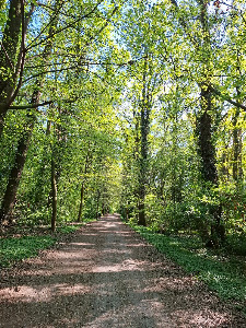 Oporowski Forest