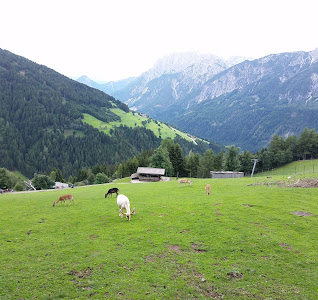 Wildpark Assling — fotografia 3