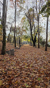 Strehareți Forest