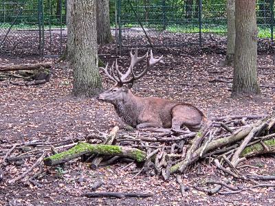 Straubing Zoo — fotografia 4