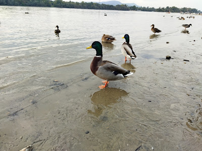 Dunakeszi Szabadstrand — fotografia 5