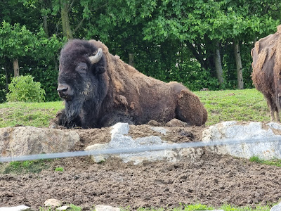 Herberstein Zoo — fotografia 4