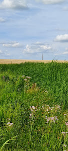 Fegernic
