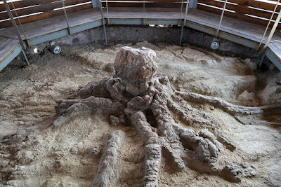 Natural History Museum of the Lesvos Petrified Forest — fotografia 3