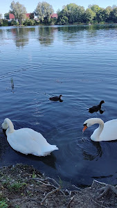 Ludwigsfeld Swimming Lake — fotografia 4