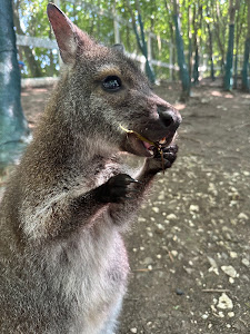 FarmaPARK Lubina - kontaktná zoo — fotografia 5