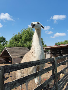 Pónifarm — fotografia 4