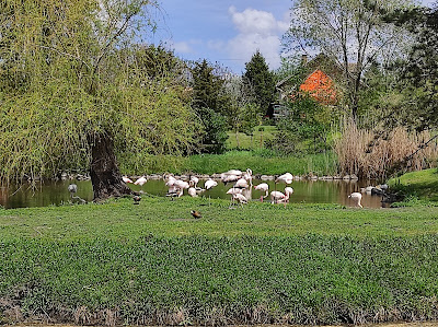 Miki Zoo — fotografia 4