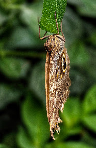Vlindersafari — fotografia 5