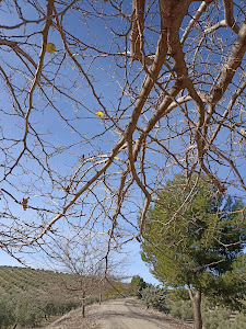 Camino Natural Vía Verde del Aceite — fotografia 5