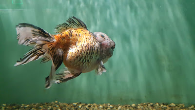 Kastoria Aquarium — fotografia 3