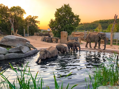 Grădina Zoologică din Praga — fotografia 3