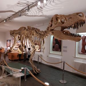 National Museum of Natural History — fotografia 3