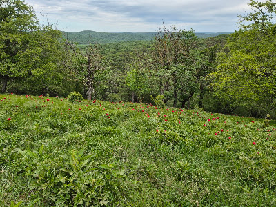 Poiana cu Bujori