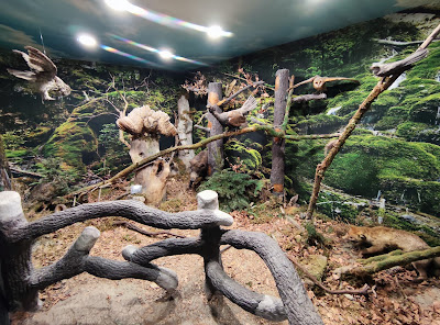 Museum of Natural Sciences — fotografia 4