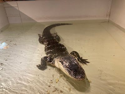Krokodýlí a želví ZOO Praha — fotografia 5