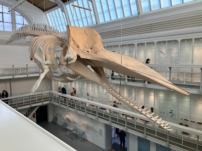 Zoological Museum of Kiel University — fotografia 3