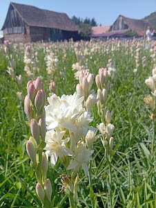 Sărbătoarea Tuberozelor din Hoghilag — fotografia 3