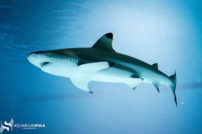 Aquarium | Pula