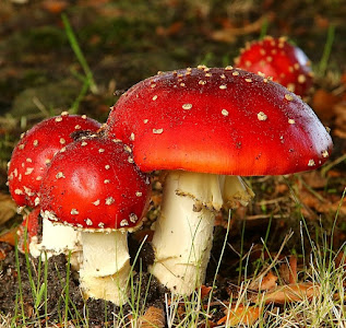 The Loonse and Drunense Duinen National Park — fotografia 4