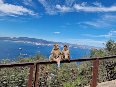 Barbary Macaque Feeding Station — fotografia 4