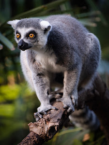 Vogelpark Avifauna — fotografia 4