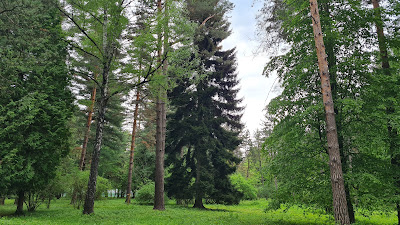 Parcul dendrologic Dofteana, județul Bacău — fotografia 4