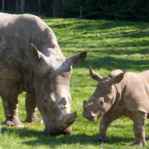 Zoo Schmiding / Museum - meeting of cultures
