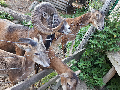 Forest zoo in Liszna — fotografia 4