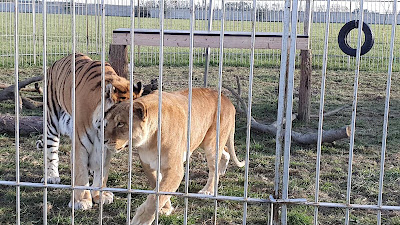 ZOO Szigetbecse- Vadvirág Állat és Élménypark — fotografia 2