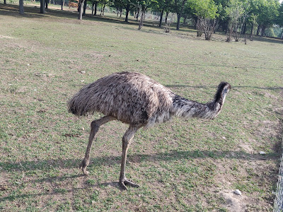 Pákozdi Pagony Arborétum és Vadaspark kilátó. — fotografia 4