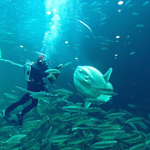 The North Sea Oceanarium — fotografia 5
