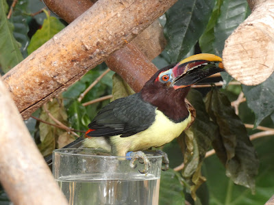 Vlindorado — fotografia 5
