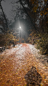 Byford's Forest — fotografia 5