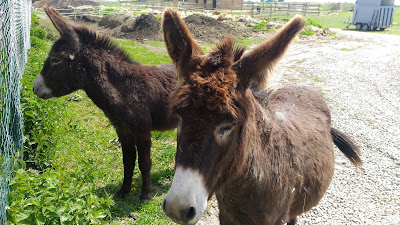 Donkey trail — fotografia 3