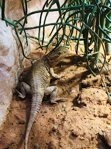 Reptiles Zoo Forchtenstein — fotografia 3