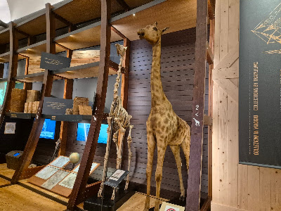 Museo Regionale di Scienze Naturali — fotografia 5