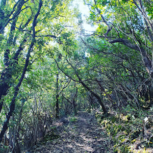 Area attrezzata per il picnic di Is Figueras