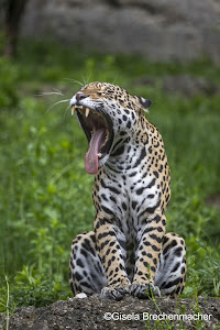 Grădina Zoologică din Salzburg — fotografia 5