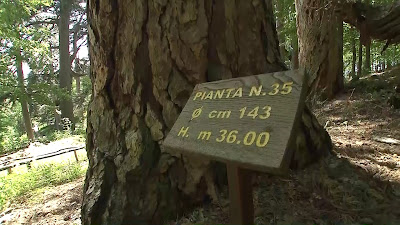 I Giganti della Sila e Casino Mollo — fotografia 2